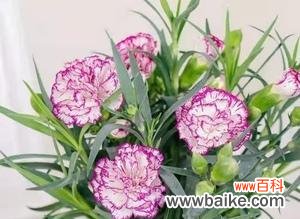 以康乃馨的美 康乃馨的寓意与意义——爱与美的象征