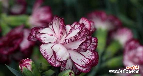 欣赏康乃馨的花语传达爱的语言 康乃馨的寓意及花语