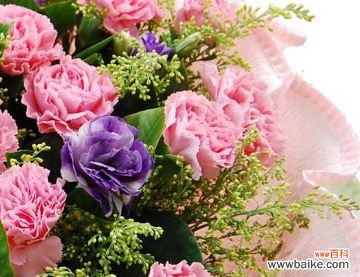 传递爱与感激之情 康乃馨的寓意与花语