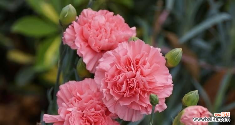 传递爱与感恩的鲜花 康乃馨花的寓意与象征