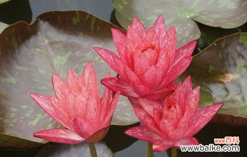 探寻睡莲的生命力和美丽之源 睡莲的开花与生命的寓意