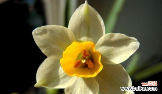 秋风中的芬芳 水仙花