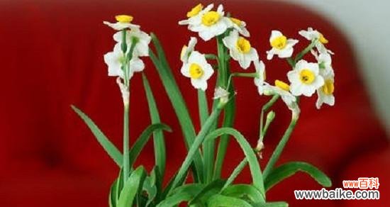 秋风中的芬芳 水仙花