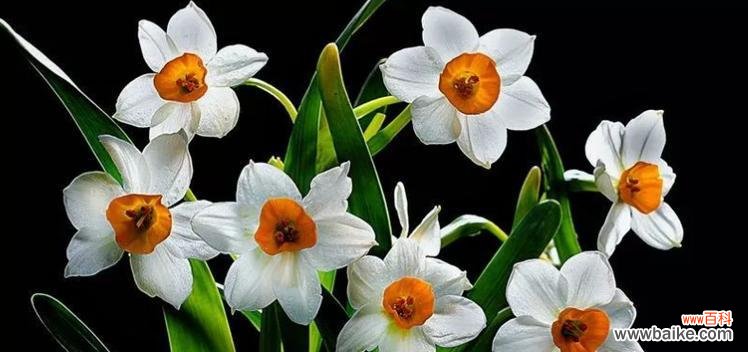 秋风中的芬芳 水仙花