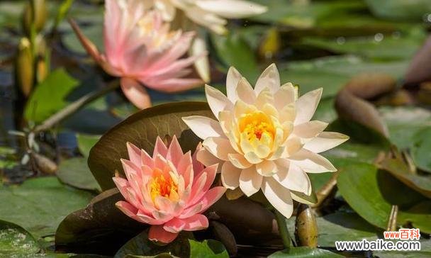 水中花朵的隐喻与生命的循环 睡莲的象征意义与寓意