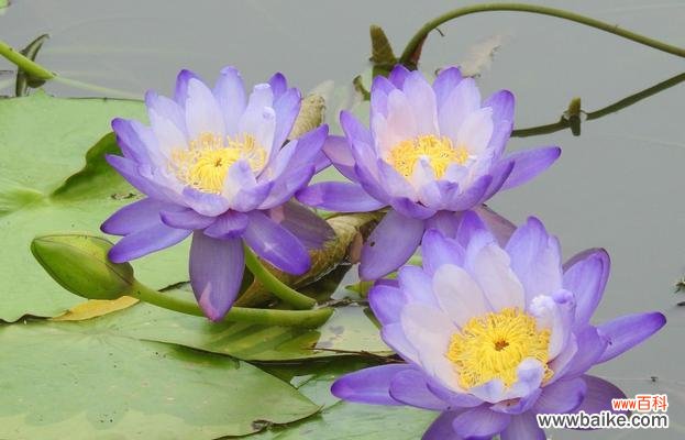 水中花朵的隐喻与生命的循环 睡莲的象征意义与寓意