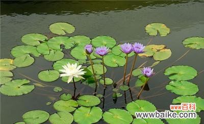 水中花朵的隐喻与生命的循环 睡莲的象征意义与寓意