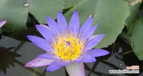 探寻睡莲开花的奇妙时刻与深层含义 睡莲的花语与寓意