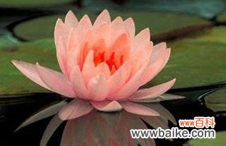 揭示睡莲花的深刻含义 睡莲的花语与寓意——探寻它象征的美好意义