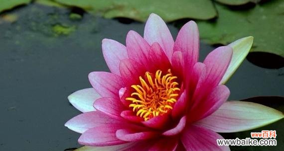 揭示睡莲花的深刻含义 睡莲的花语与寓意——探寻它象征的美好意义