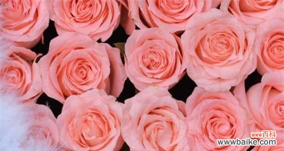 探寻四朵玫瑰花背后的深刻寓意 四朵玫瑰花的花语