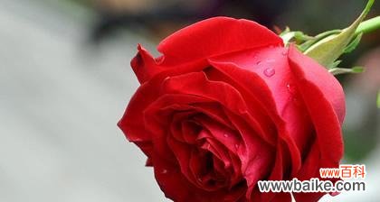 探寻四朵玫瑰花背后的深刻寓意 四朵玫瑰花的花语