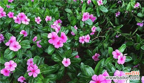 美丽绽放的四季梅 四季梅花语与寓意