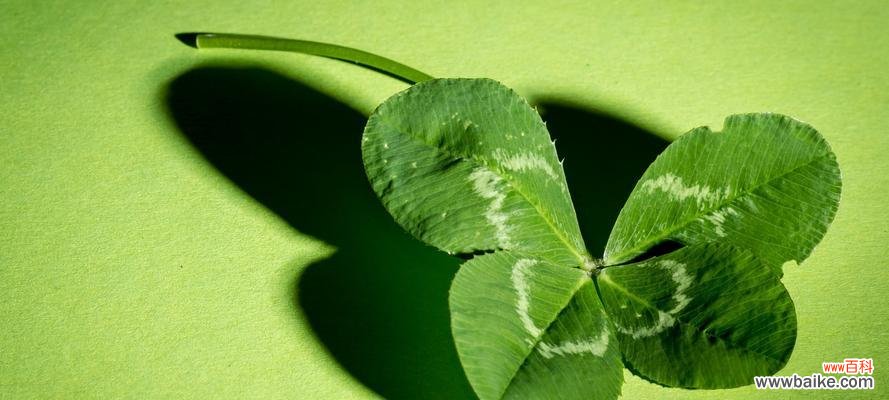 四叶草的花语揭示人们对幸福的追求与憧憬 四叶草的花语