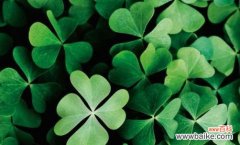 四叶草的花语揭示人们对幸福的追求与憧憬 四叶草的花语