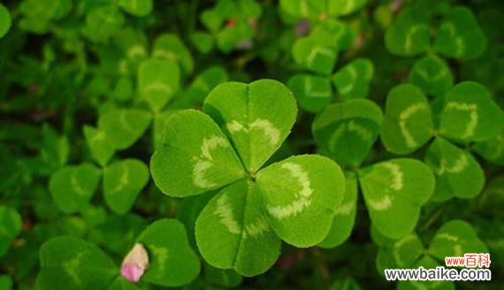四叶草的花语揭示人们对幸福的追求与憧憬 四叶草的花语