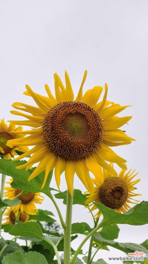 以太阳花 以太阳花的花语与象征意义