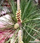 揭示松树开花的寓意和象征意义 松树开花的意义与象征