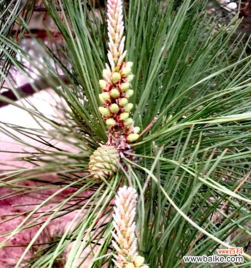 揭示松树开花的寓意和象征意义 松树开花的意义与象征