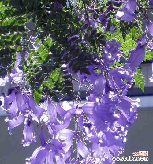 解读碎冰蓝花的花语和象征意义 碎冰蓝的花语及其意义