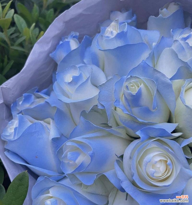 解读碎冰蓝花的花语和象征意义 碎冰蓝的花语及其意义