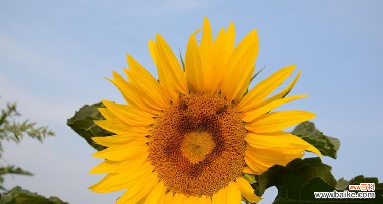 探索太阳花的象征意义和代表的含义 以太阳花的象征意义和意思