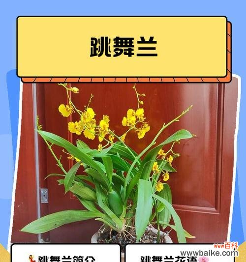 唤起希望与坚韧,繁衍生命的奇迹 马蹄莲的寓意与象征意义