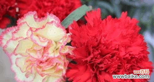 传递爱与美的代言者——康乃馨花语 康乃馨花语的深刻含义