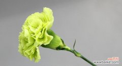 传递爱意与美丽的康乃馨 康乃馨花语的深刻意义