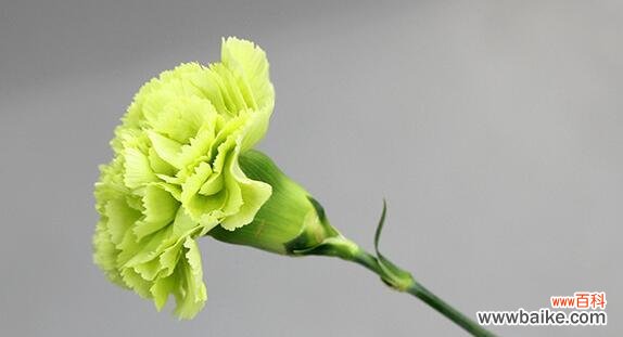 传递爱意与美丽的康乃馨 康乃馨花语的深刻意义