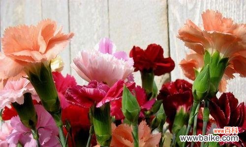 康乃馨花语的神秘魅力与深远意义 康乃馨花语