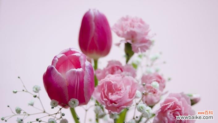 康乃馨花语的神秘魅力与深远意义 康乃馨花语