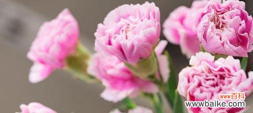 探索康乃馨背后的美好寓意与含义 康乃馨花语及寓意解读