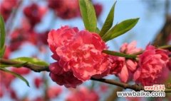 桃花的美丽与吉祥 桃花花语解读