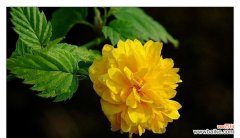 探究以棠棣为象征的兄弟情谊的深刻内涵 以棠棣为代表的兄弟象征意义