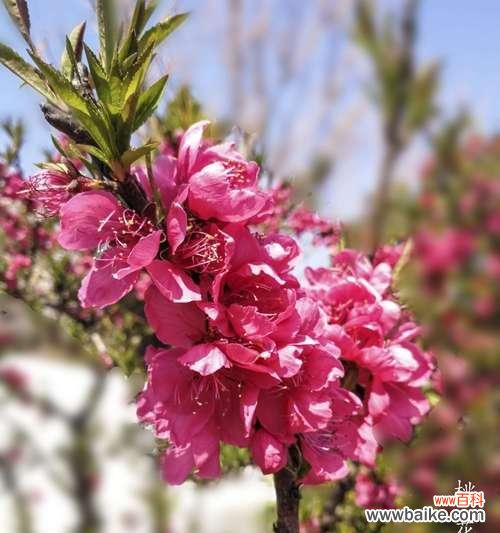 桃花之美与涵义的探索 桃花的象征意义与寓意