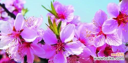 桃花之美与涵义的探索 桃花的象征意义与寓意