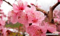 桃花的寓意及传达的15个秘密信息 桃花的花语和寓意