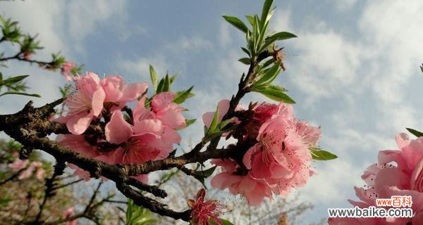 揭秘桃花的神奇花语与各种寓意 桃花花语与寓意——传递爱情与美好的象征