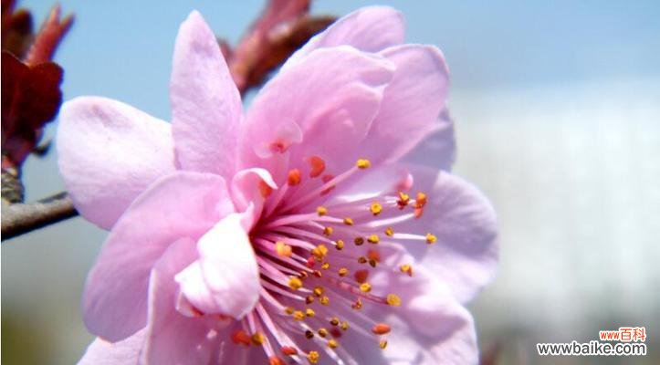 揭秘桃花的神奇花语与各种寓意 桃花花语与寓意——传递爱情与美好的象征