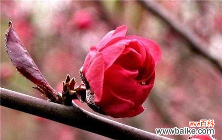 揭秘桃花的神奇花语与各种寓意 桃花花语与寓意——传递爱情与美好的象征