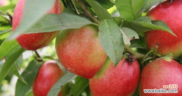 探寻桃子背后的文化符号 桃子的象征意义