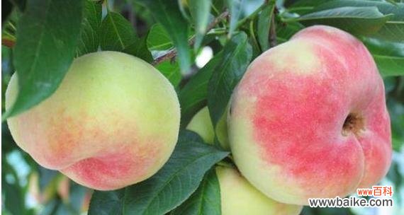 探寻桃子背后的文化符号 桃子的象征意义