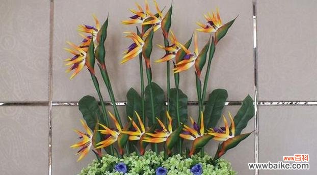 揭示天堂鸟花语的美妙寓意 天堂鸟的花语