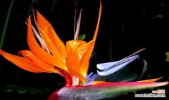 揭示天堂鸟花语的美妙寓意 天堂鸟的花语