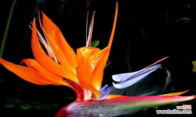 揭示天堂鸟花语的美妙寓意 天堂鸟的花语