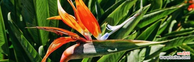 揭示天堂鸟花语的美妙寓意 天堂鸟的花语