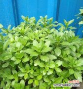 揭秘田七花的独特绽放方式及象征意义 田七之花