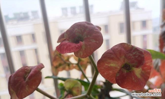 一朵盛开在寒冷中的坚韧之花 铁海棠花语的象征与寓意