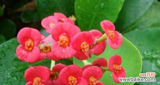 一朵盛开在寒冷中的坚韧之花 铁海棠花语的象征与寓意